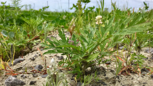 L’herbe à poux ne cesse de gagner du terrain